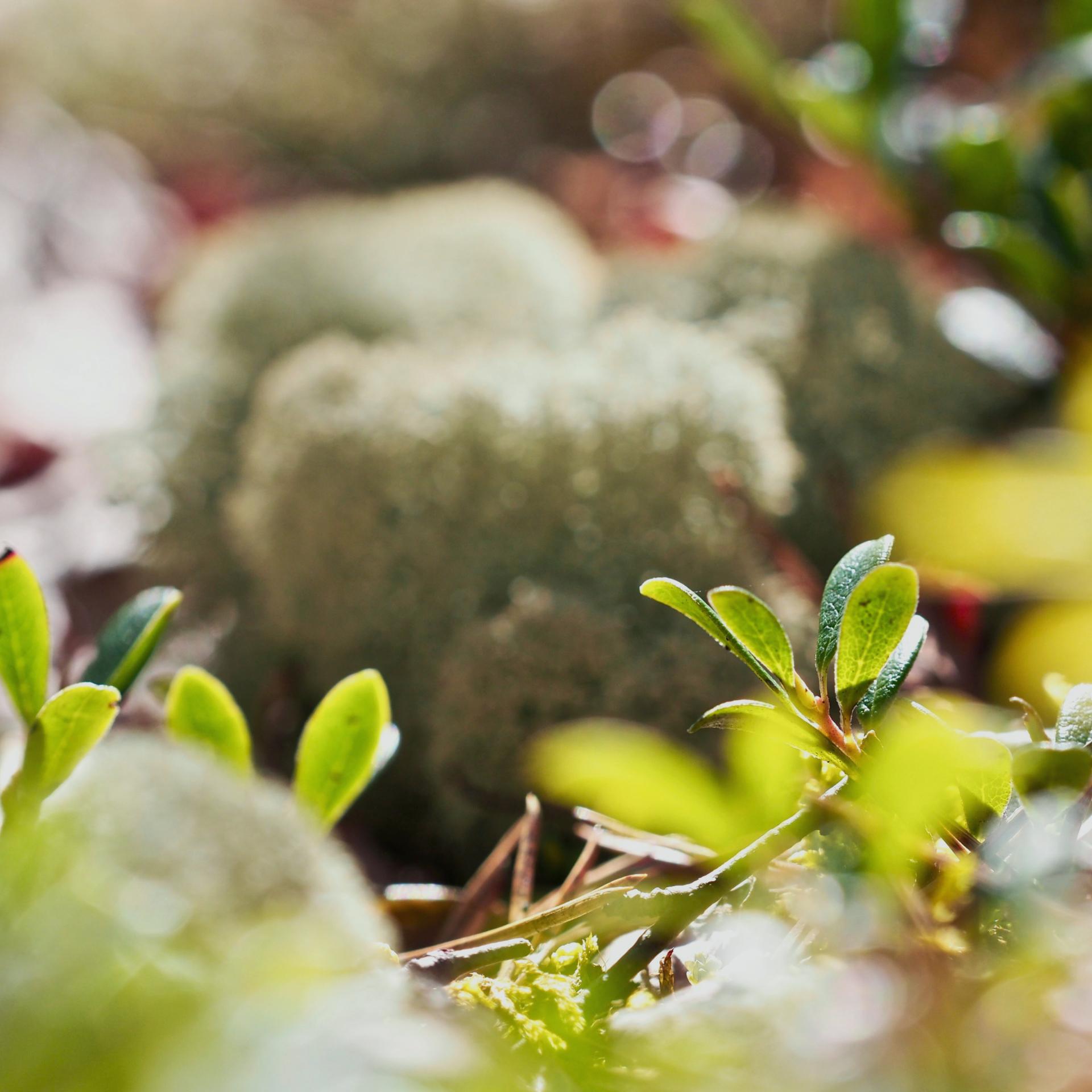 Vihreää metsäluontoa