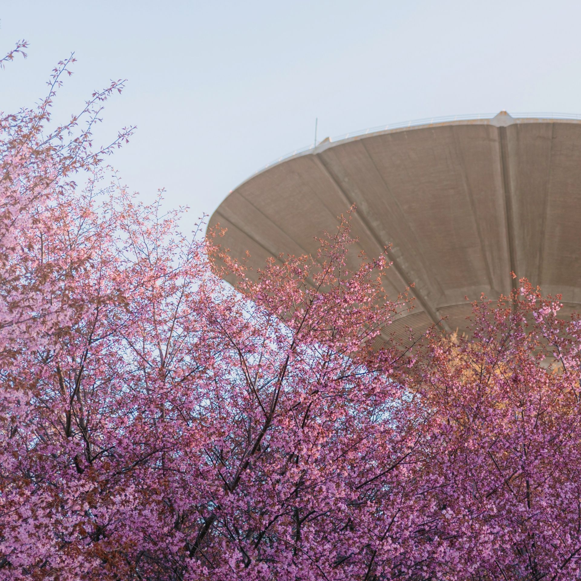 Kirsikkapuita ja vesitorni N&B Herttoniemen läheisyydessä. Kuva: Mats Havia